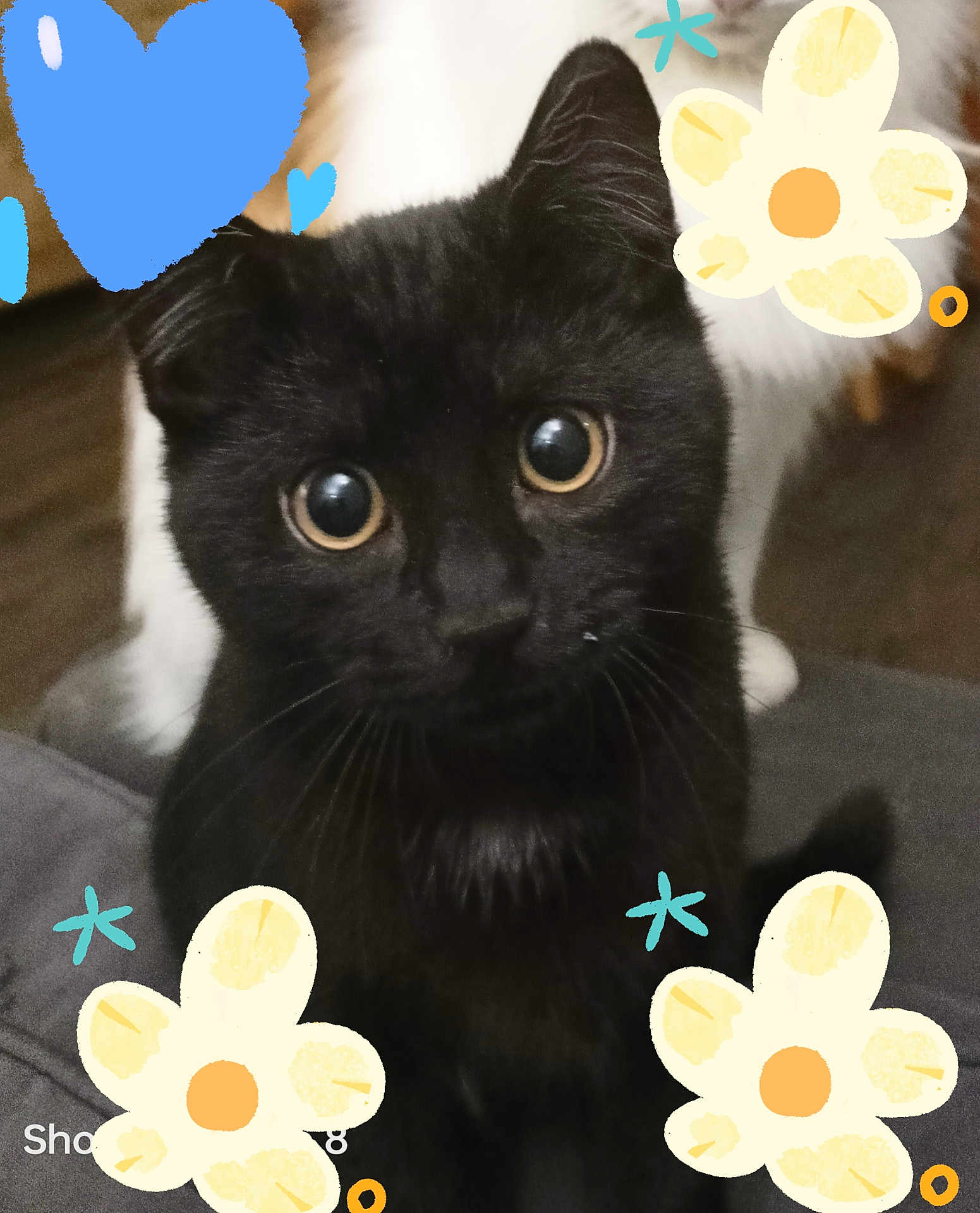 Venom a rejoint le concours — aidez-le/la à gagner de superbes lots ! black_cat, cat, cute, wide_eyes, indoor, pet, animal, whiskers, fur, close_up, face, adorable, curious, sitting, background_blur, decorative_flowers, hearts, cozy, companion, feline