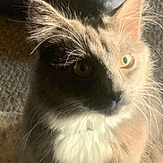 Val is registered to the contest to win money with this photo: animal, cat, close_up, cozy, cute, domestic, ears, feline, fluffy, fur, indoor, pet, portrait, shadow, soft_light, sunlight, texture, whiskers, white_chest, yellow_eyes