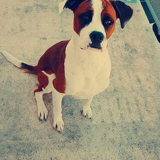 Bandit participe au concours pour gagner de l'argent avec cette photo : accessories, animal, architecture, ball, bostonbull, boxer, building, bulldog, canine, dog, fence, hound, outdoors, pet, pitbull, puppy, shelter, sport, tennis, tennisball