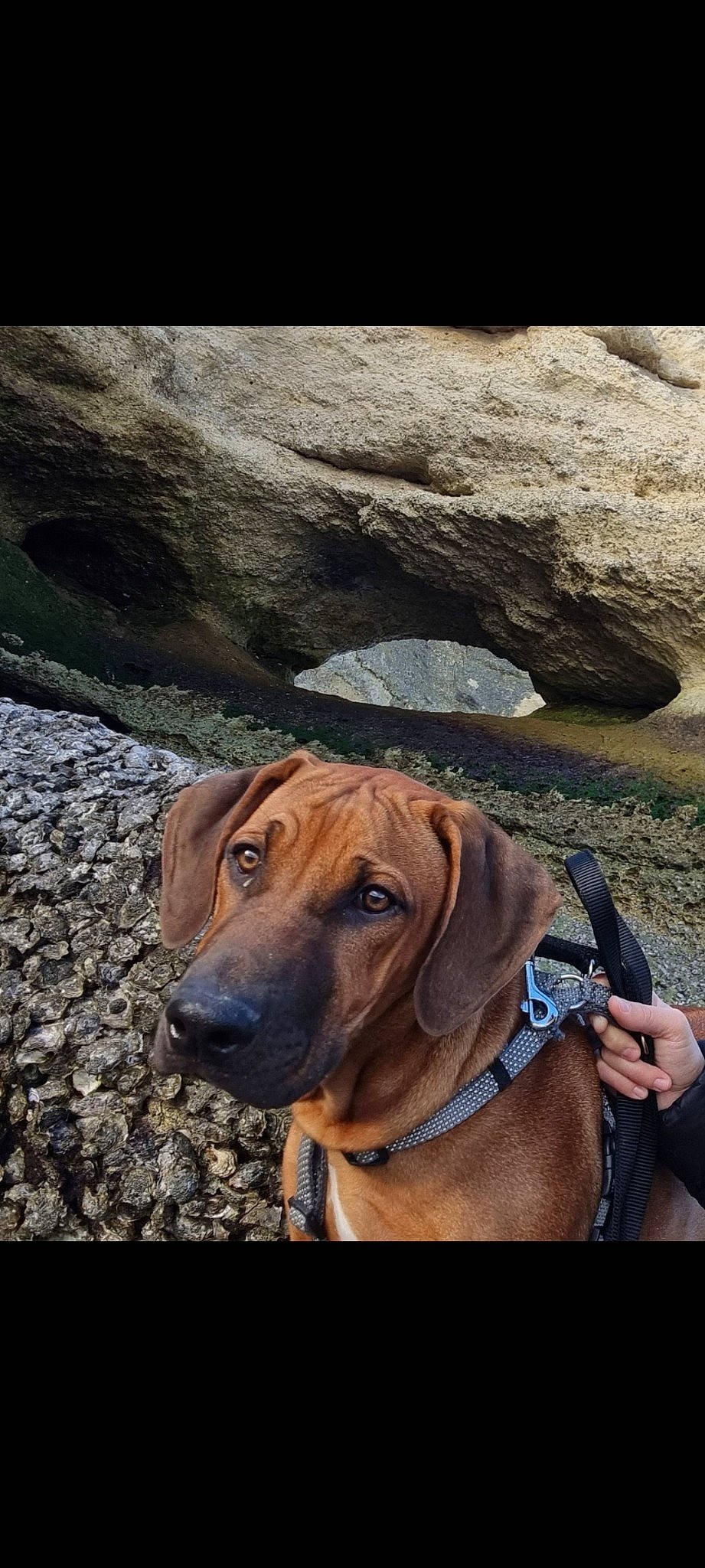 Taigo participe au concours pour gagner de l'argent avec cette photo : bedrock, carnivore, collar, companion_dog, dog, dog_breed, dog_collar, fashion_accessory, fawn, landscape, leash, liver, pet_supply, plant, rock, snout, sporting_group, wildlife, working_animal, wrinkle