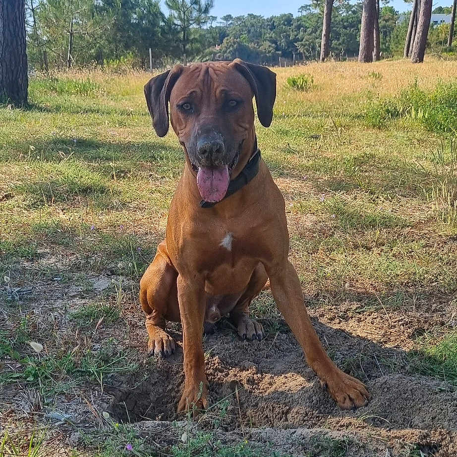 Taigo