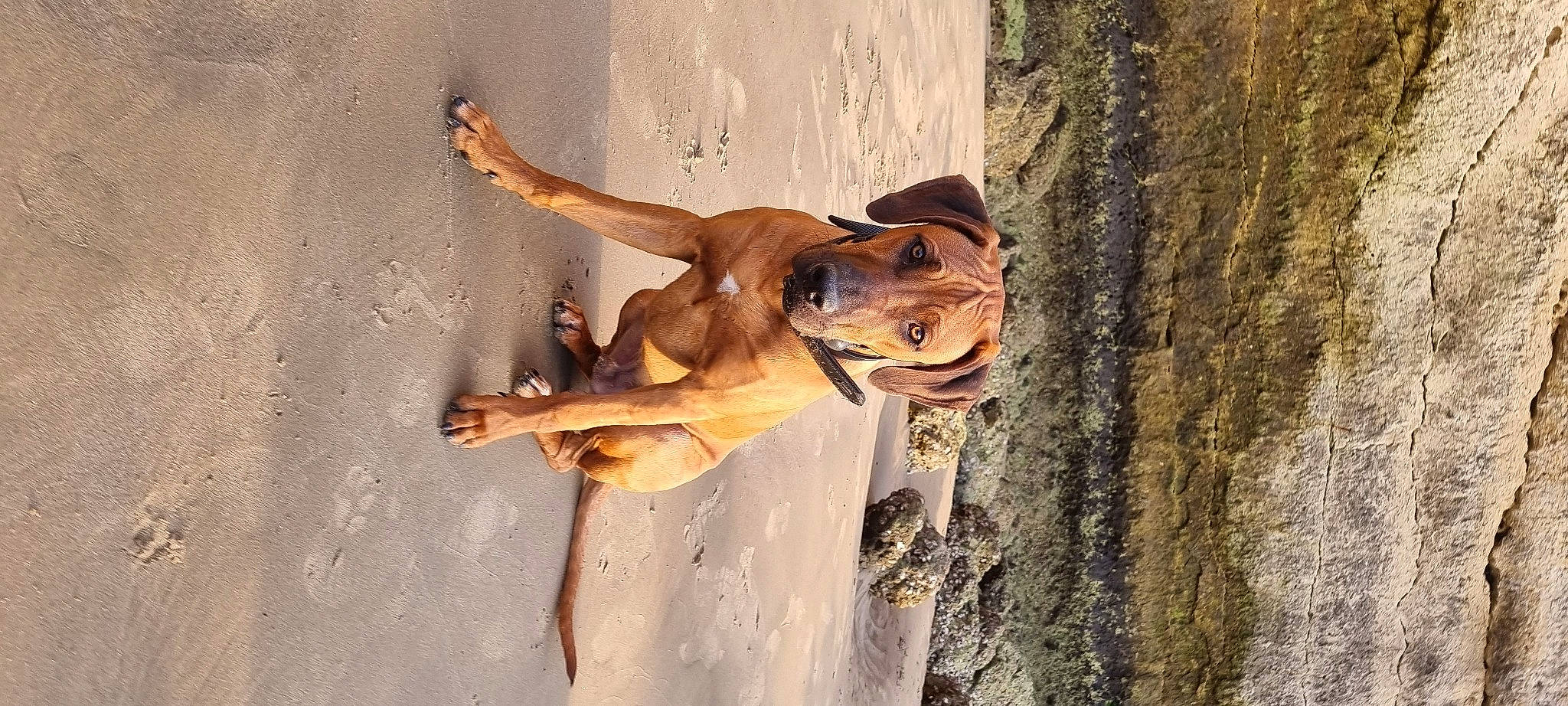 Taigo participe au concours pour gagner de l'argent avec cette photo : art, carnivore, dog, dog_breed, elbow, fawn, human_leg, landscape, sculpture, shadow, smile, tail, terrestrial_animal, trunk, water, wildlife, window, wood, working_animal