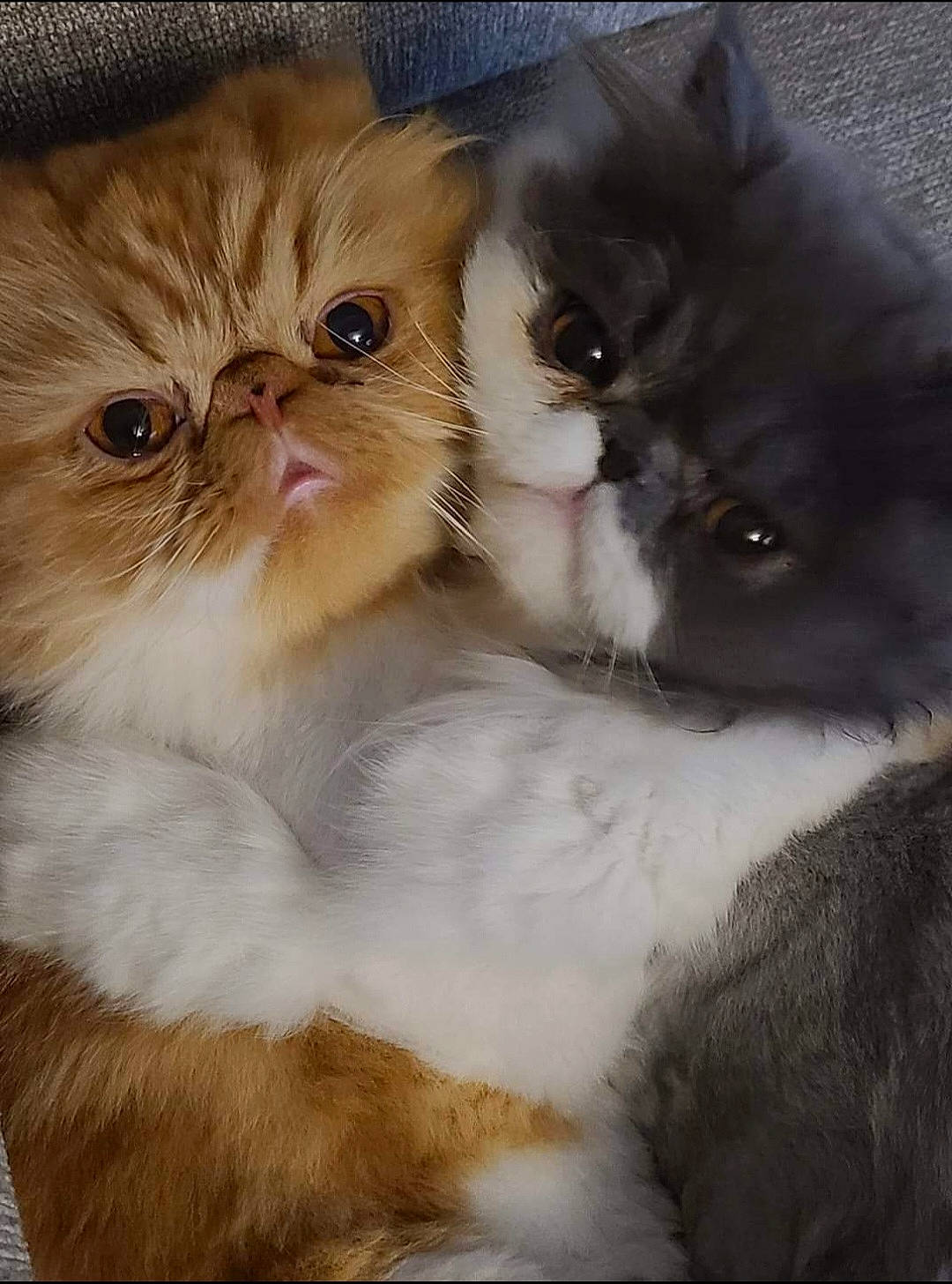 Momo And Pop Tart