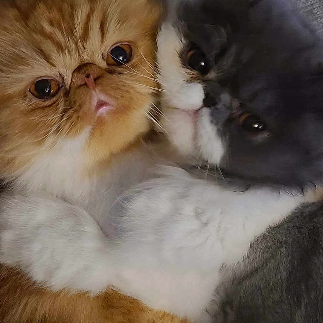 Momo And Pop Tart