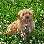 Lulu is registered to the contest to win money with this photo: animal, canine, clover, cute, dog, field, flower, fur, grass, greenery, happy, leash, nature, outdoor, pet, playful, puppy, small_dog, summer, tongue_out
