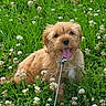 animal, canine, clover, cute, dog, field, flower, fur, grass, greenery, happy, leash, nature, outdoor, pet, playful, puppy, small_dog, summer, tongue_out