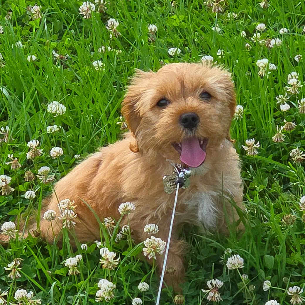 Lulu