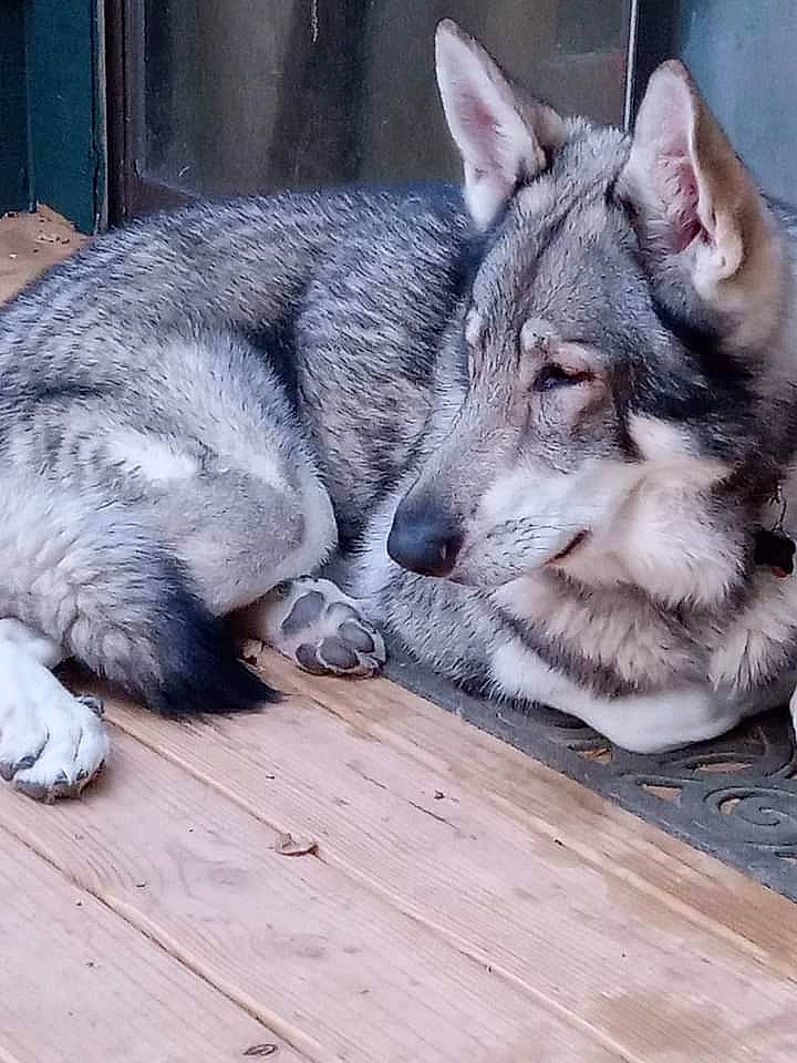 Brutus joined the competition — help win amazing prizes! canidae, canis, carnivore, dog, dog_breed, domestic_short_haired_cat, felidae, fur, grey, paw, plank, small_to_medium_sized_cats, snout, sporting_group, tail, terrestrial_animal, whiskers, wildlife, wolf, wood