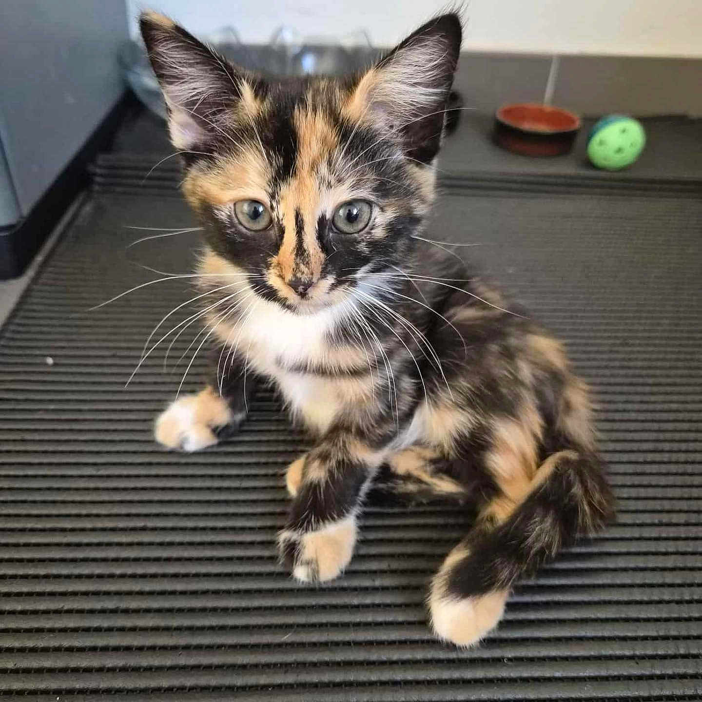 Assen participe au concours pour gagner de l'argent avec cette photo : animal, bowl, cat, curious, cute, domestic, ears, eyes, floor, fur, indoor, kitten, mammal, mat, pet, sitting, tortoiseshell, toy, whiskers, young
