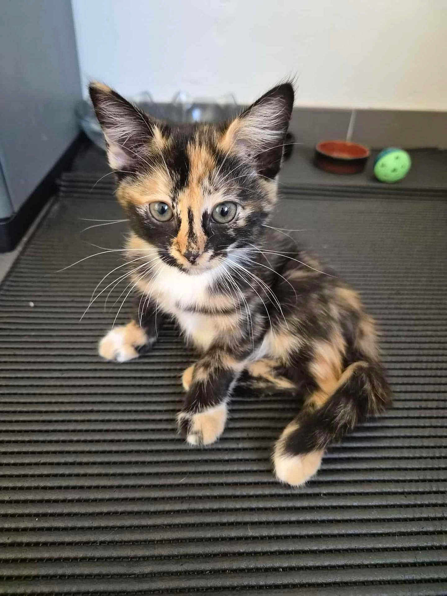 Assen participe au concours pour gagner de l'argent avec cette photo : kitten, cat, tortoiseshell, pet, animal, curious, whiskers, ears, eyes, fur, sitting, mat, indoor, bowl, toy, floor, young, cute, domestic, mammal