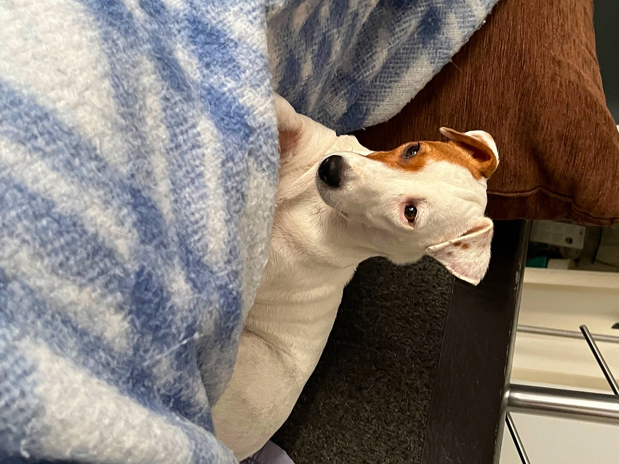 Payge a rejoint le concours — aidez-le/la à gagner de superbes lots ! canidae, carnivore, comfort, companion_dog, dog, dog_breed, ear, eye, fawn, felidae, fur, sculpture, sleeve, small_to_medium_sized_cats, snout, sporting_group, tail, terrestrial_animal, whiskers, working_animal