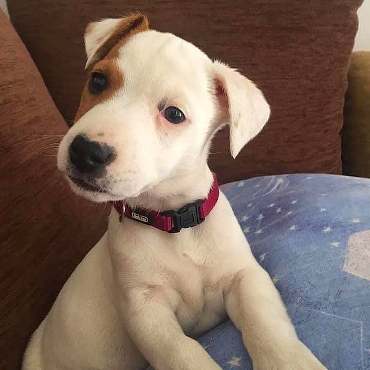 Payge participe au concours pour gagner de l'argent avec cette photo : canidae, carnivore, collar, comfort, companion_dog, dog, dog_breed, dog_collar, dog_supply, fashion_accessory, fawn, fur, leash, pet_supply, puppy, snout, sporting_group, strap, whiskers, working_animal