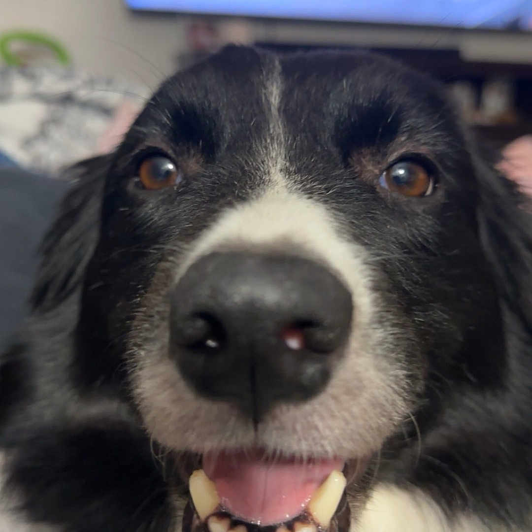 Sadie joined the competition — help win amazing prizes! animal, bodypart, canine, computer, computerhardware, dog, electronics, face, hardware, head, monitor, mouth, person, pet, photography, portrait, puppy, screen, teeth, tv