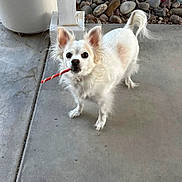 Presley joined the competition — help win amazing prizes! animal, canine, companion, concrete, curious, cute, dog, ears, fur, looking_up, outdoor, pet, playful, red_stick, rocks, small_dog, standing, striped_stick, tail, white_dog
