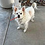 animal, canine, companion, concrete, curious, cute, dog, ears, fur, looking_up, outdoor, pet, playful, red_stick, rocks, small_dog, standing, striped_stick, tail, white_dog