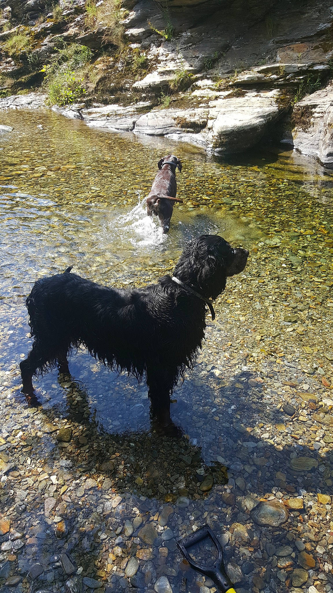 First a rejoint le concours — aidez-le/la à gagner de superbes lots ! adventure, canidae, carnivore, dog, dog_breed, portuguese_water_dog, spanish_water_dog, sporting_group, working_dog