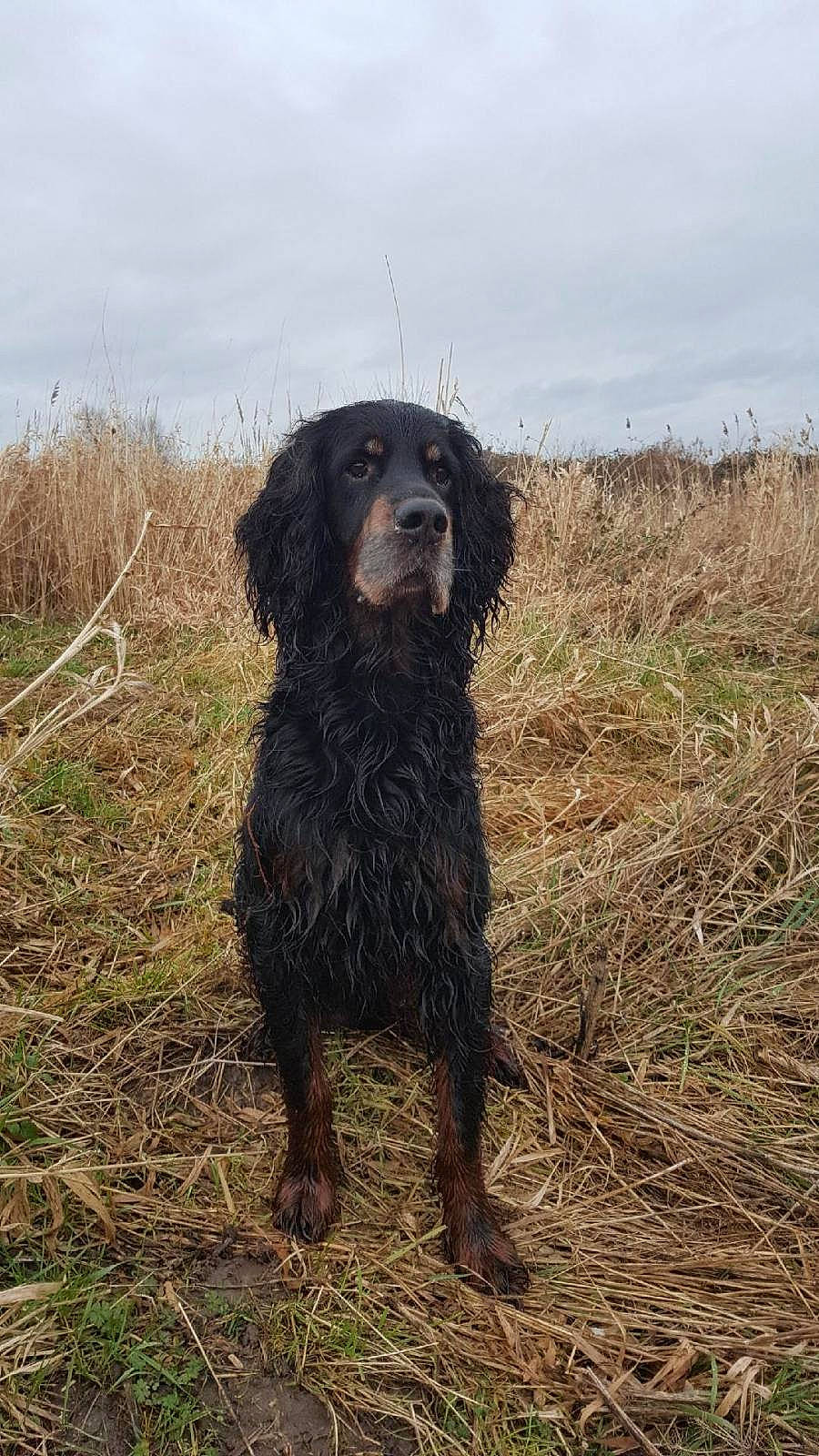 First a rejoint le concours — aidez-le/la à gagner de superbes lots ! american_water_spaniel, blue_picardy_spaniel, boykin_spaniel, canidae, carnivore, dog, dog_breed, french_spaniel, german_longhaired_pointer, german_spaniel, hunting_dog, mammal, picardy_spaniel, pont_audemer_spaniel, retriever, russian_spaniel, setter, spaniel, sporting_group, vertebrate