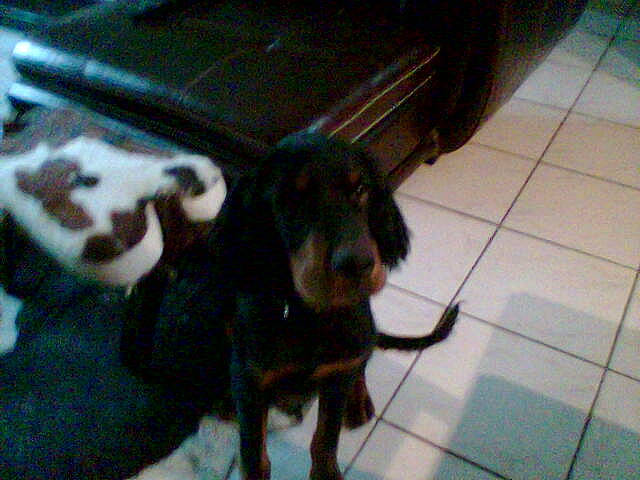 First participe au concours pour gagner de l'argent avec cette photo : canidae, carnivore, dog, dog_breed, guard_dog, mammal, sporting_group, vertebrate