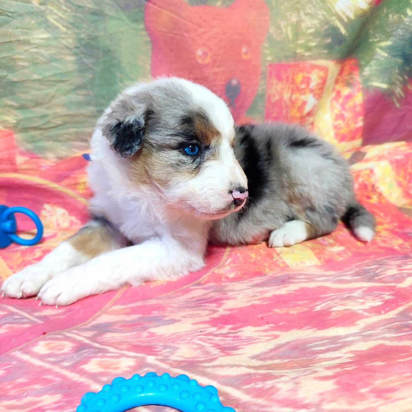 Arya participe au concours pour gagner de l'argent avec cette photo : animal, ball, canine, cat, couch, dog, eskimodog, face, head, hound, husky, person, pet, photography, portrait, puppy, quilt, sport, tennis, tennisball