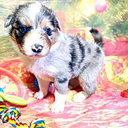 Arya participe au concours pour gagner de l'argent avec cette photo : animal, ball, canine, cat, cockerspaniel, collie, dog, eskimodog, football, goldenretriever, husky, kitten, pet, puppy, soccer, soccerball, sport, tennis, tennisball, whitedog