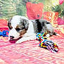 Arya a rejoint le concours — aidez-le/la à gagner de superbes lots ! accessories, animal, ball, blanket, canine, cat, cockerspaniel, couch, dog, furniture, hound, husky, pet, puppy, quilt, sport, tennis, tennisball, terrier, toy