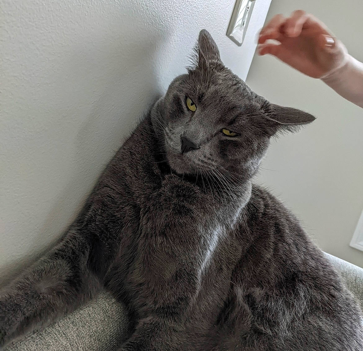 Bagheera joined the competition — help win amazing prizes! black_cat, carnivore, cat, claw, comfort, domestic_short_haired_cat, ear, eye, felidae, fur, gesture, grey, monochrome, monochrome_photography, paw, russian_blue, small_to_medium_sized_cats, tail, terrestrial_animal, whiskers