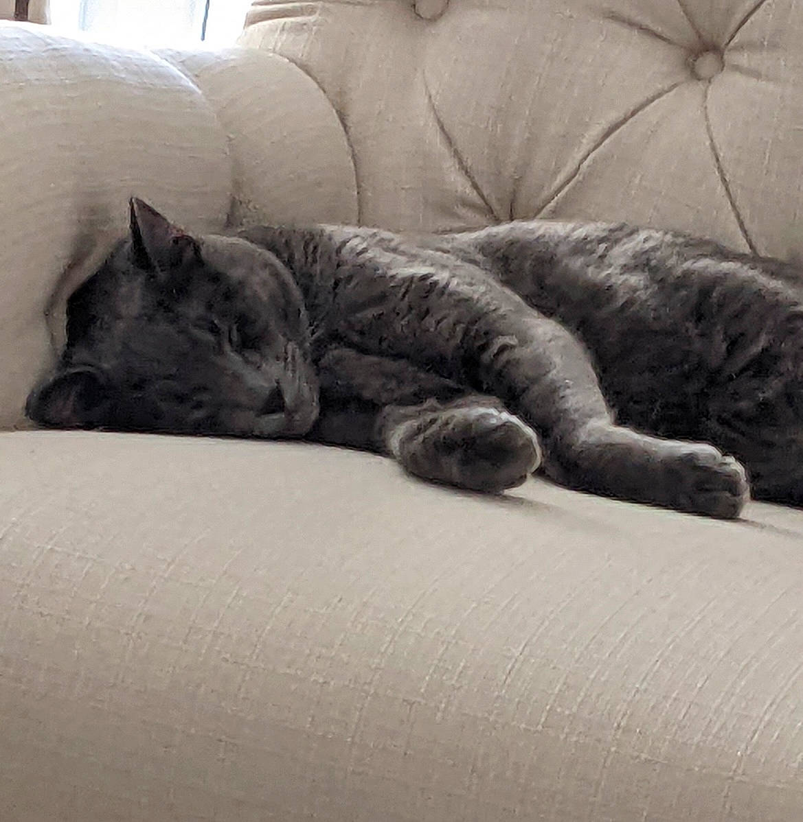 Bagheera is registered to the contest to win money with this photo: bedding, carnivore, cat, cloud, comfort, domestic_short_haired_cat, eye, felidae, flooring, fur, grey, human_leg, linens, paw, sky, small_to_medium_sized_cats, snout, tail, whiskers, wood