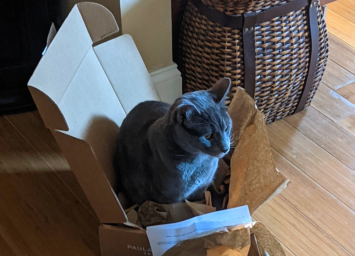 Bagheera is registered to the contest to win money with this photo: box, cardboard, carnivore, carton, cat, comfort, domestic_short_haired_cat, felidae, flooring, grey, hardwood, packaging_and_labeling, room, shipping_box, small_to_medium_sized_cats, table, tail, whiskers, wood, wood_stain