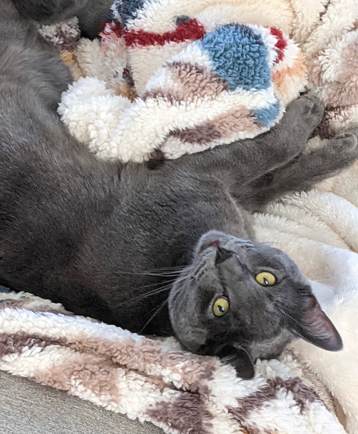 Bagheera joined the competition — help win amazing prizes! black_cat, canidae, carnivore, cat, claw, comfort, dog_breed, domestic_short_haired_cat, felidae, fur, grey, paw, small_to_medium_sized_cats, snout, sporting_group, tail, terrestrial_animal, whiskers, wood, working_animal