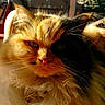 cat, fluffy, long_hair, sunlight, indoor, window, pet, animal, feline, face, whiskers, fur, close_up, domestic_cat, relaxing, golden_light, two_tone, portrait, cozy, nature_outside