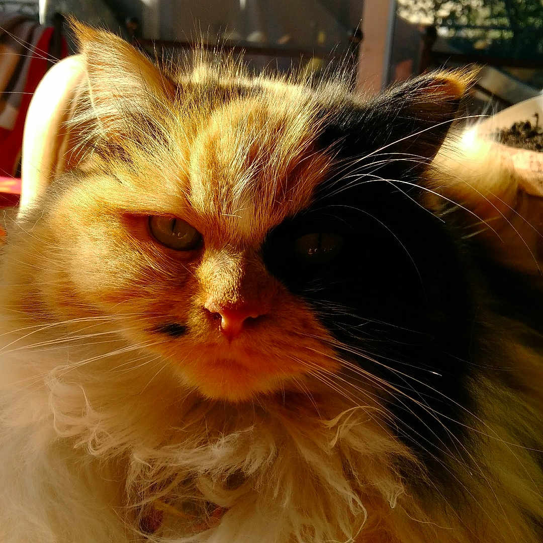 Shade participe au concours pour gagner de l'argent avec cette photo : cat, fluffy, long_hair, sunlight, indoor, window, pet, animal, feline, face, whiskers, fur, close_up, domestic_cat, relaxing, golden_light, two_tone, portrait, cozy, nature_outside