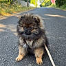 Simba participe au concours pour gagner de l'argent avec cette photo : puppy, dog, leash, road, outdoor, trees, grass, sunlight, nature, animal, cute, fluffy, pet, walking, summer, adorable, small, canine, sidewalk, background