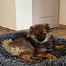 dog, puppy, indoor, pet_bed, fluffy, brown, gray, wooden_floor, door, relaxed, cozy, fur, small_dog, cute, animal, house, comfort, resting, canine, home