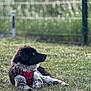 animal, black_and_white, calm, canine, daylight, dog, domestic_animal, field, fur, grass, lying_down, mammal, nature, outdoor, pet, red_harness, resting, side_profile, summer, watchful