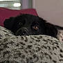 animal, black_dog, closeup, couch, cozy, curious, dog, eyes, fur, home, indoors, nose, pet, pillow, plush, portrait, relaxed, snout, soft_texture, stuffed_animal