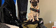 Hachi joined the competition — help win amazing prizes! pug, dog, bike, bicycle, bag, indoor, bed, blanket, curtain, flag, carpet, wall, seat, handlebar, pet, furniture, room, animal, domestic_animal, floor