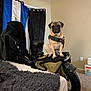 pug, dog, bike, bicycle, bag, indoor, bed, blanket, curtain, flag, carpet, wall, seat, handlebar, pet, furniture, room, animal, domestic_animal, floor