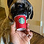 Hachi joined the competition — help win amazing prizes! dog, pug, puppy, cup, starbucks, hand, indoor, wooden_floor, door, pet, animal, brown, beige, curious, licking, small_cup, close_up, funny, cute, domestic