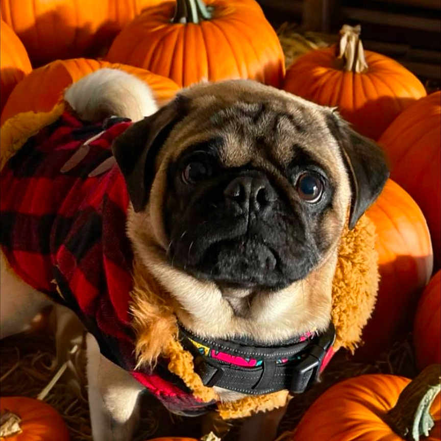 Hachi is registered to the contest to win money with this photo: animal, autumn, coat, cute, dog, fall, festive, fur, hay, holiday, nature, orange, outdoor, pet, portrait, pug, pumpkin, seasonal, small_dog, wood