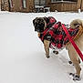 dog, pug, snow, winter, pet_clothing, red_jacket, leash, boots, outdoor, snowfall, house, window, curious, animal, canine, cold_weather, footprints, pet, small_dog, fur