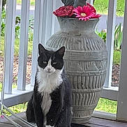 Jack is registered to the contest to win money with this photo: cat, tuxedo_cat, black_and_white, sitting, portrait, animal, bird, decorative_bird, vase, flowers, pink_flower, red_flower, porch, deck, railing, outdoors, garden, greenery, sunlight, home_decor