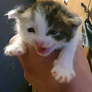 Rosie joined the competition — help win amazing prizes! kitten, cat, animal, pet, hand, close_up, feline, young, cute, indoor, blurred, mouth_open, fur, small, domestic_animal, whiskers, paw, holding, face, adorable