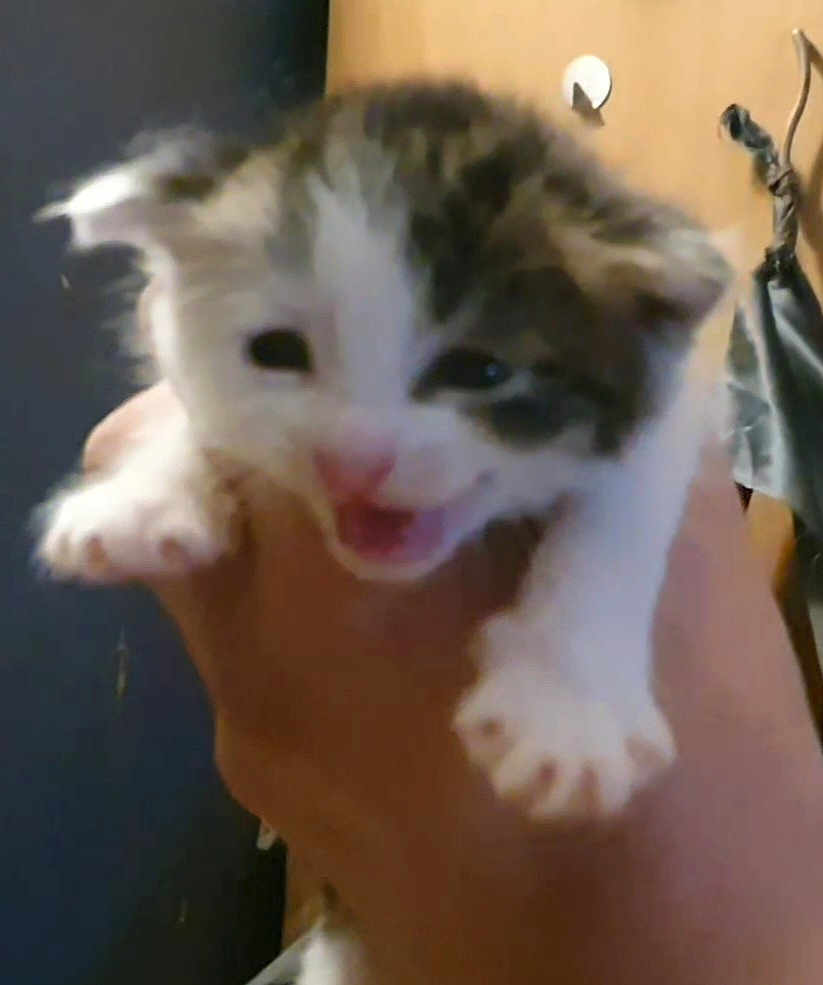 Rosie joined the competition — help win amazing prizes! kitten, cat, animal, pet, hand, close_up, feline, young, cute, indoor, blurred, mouth_open, fur, small, domestic_animal, whiskers, paw, holding, face, adorable