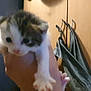 Rosie joined the competition — help win amazing prizes! kitten, cat, hand, indoor, wardrobe, furniture, blur, animal, pet, white, brown, small, cute, feline, young, holding, paw, room, wall, cloth