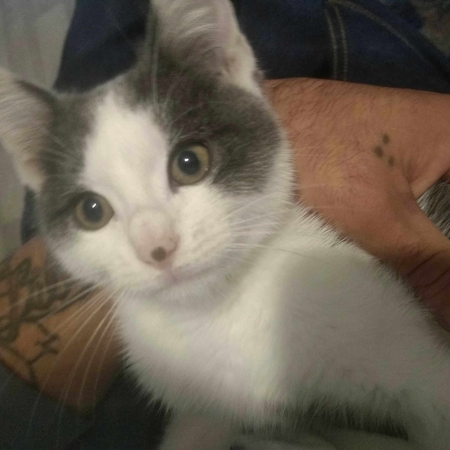 Cookie a rejoint le concours — aidez-le/la à gagner de superbes lots ! abyssinian, angora, animal, arm, bodypart, cat, egyptiancat, face, finger, hand, head, kitten, manx, person, pet, photography, portrait, skin, tattoo, wrist