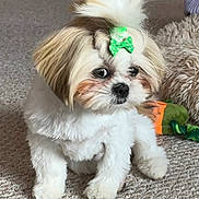 Millie joined the competition — help win amazing prizes! dog, puppy, bow, carpet, indoor, cute, fluffy, pet, small_dog, white_fur, brown_fur, toy, curious, sitting, animal, companion, domestic, furry, adorable, playful