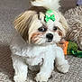 dog, puppy, bow, carpet, indoor, cute, fluffy, pet, small_dog, white_fur, brown_fur, toy, curious, sitting, animal, companion, domestic, furry, adorable, playful