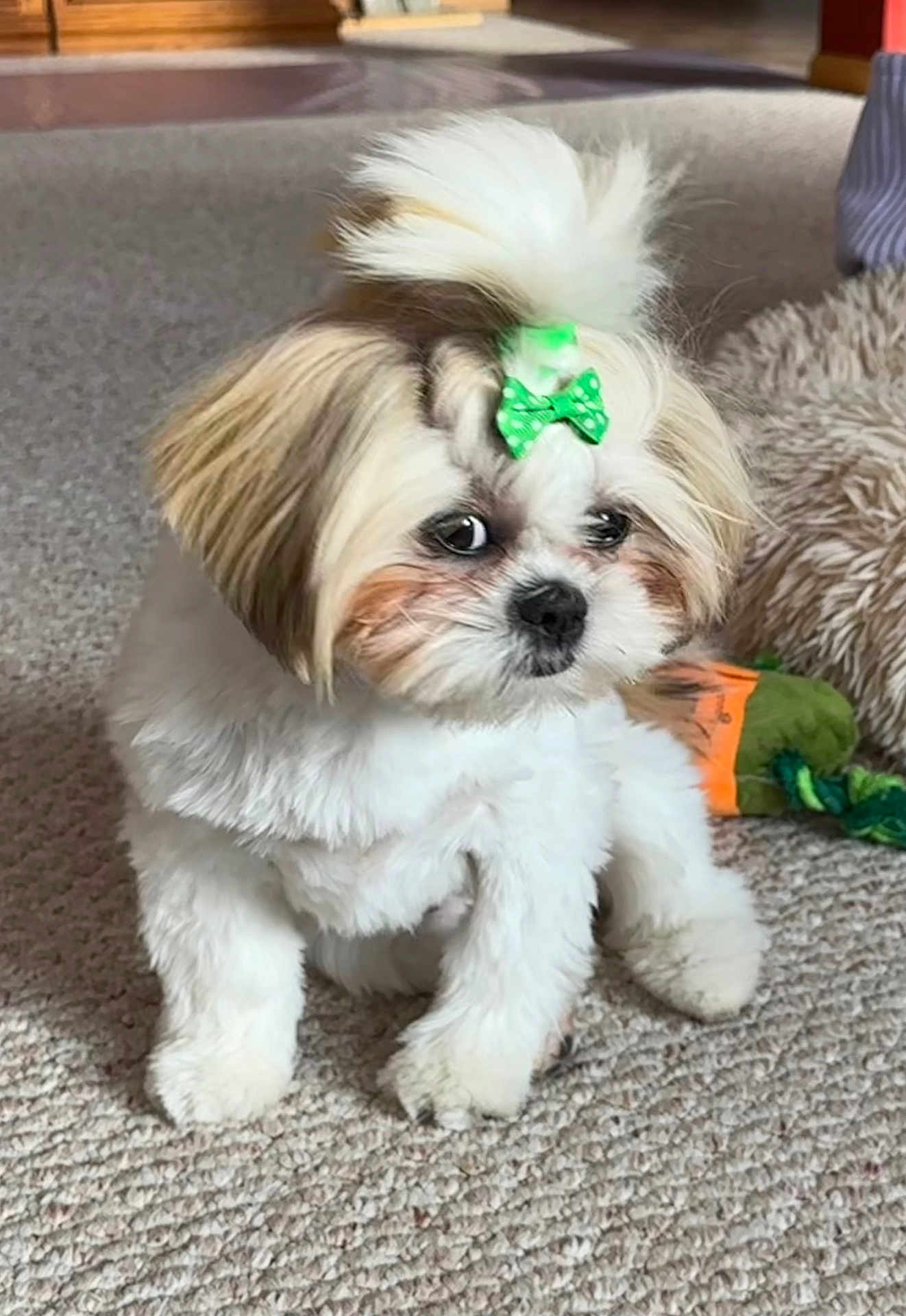Millie joined the competition — help win amazing prizes! dog, puppy, bow, carpet, indoor, cute, fluffy, pet, small_dog, white_fur, brown_fur, toy, curious, sitting, animal, companion, domestic, furry, adorable, playful