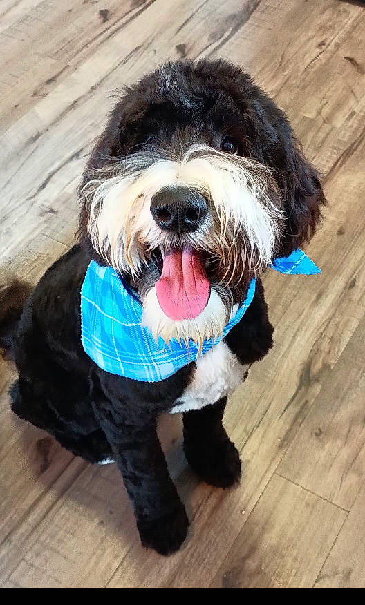 Bowie joined the competition — help win amazing prizes! canidae, carnivore, collar, companion_dog, dog, dog_breed, dog_clothes, dog_collar, dog_supply, flooring, fur, hardwood, small_terrier, snout, sporting_group, terrier, toy_dog, wood, wood_stain, working_animal