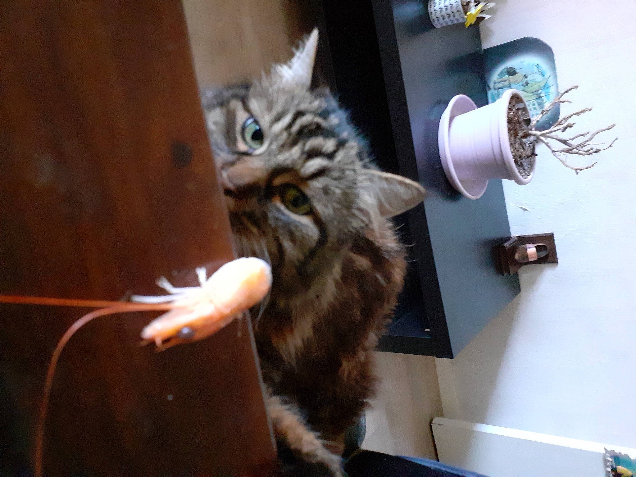 Juju participe au concours pour gagner de l'argent avec cette photo : black_cat, carnivore, cat, claw, domestic_short_haired_cat, felidae, fur, metal, room, shelf, small_to_medium_sized_cats, tail, whiskers, wood